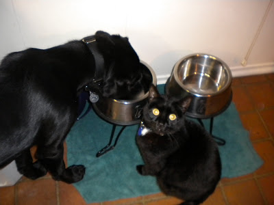 Dagan eating with Mr Kitty sitting next to him looking innocently at the camera