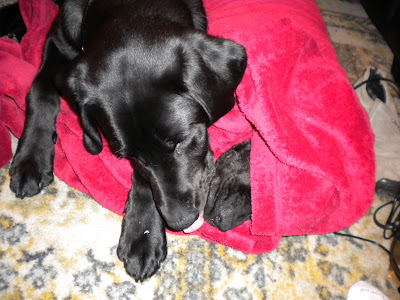 Nassau still covered by the blanket, but with his nose sticking out. Dagan is kissing his nose