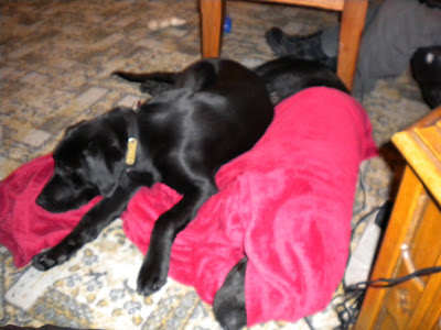 Dagan on the blanket napping next to Nassau under the blanket