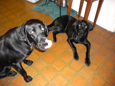 The boys waiting by the food bowls - Nassau sitting up front, licking his lips and Dagan in a down in the back ground
