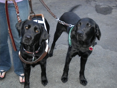 LaniJo in harness standing next to Dagan in his puppy coat. Dagan's tail is wagging so hard it is a blur