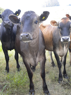 Close up of a charcoal gray cow