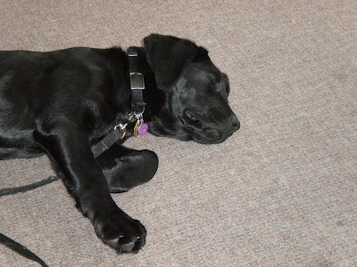 Hestia lying on the floor asleep