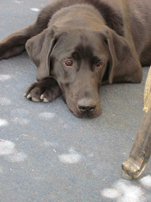 Dagan lying on the porch, head down with eyes looking up at the camera