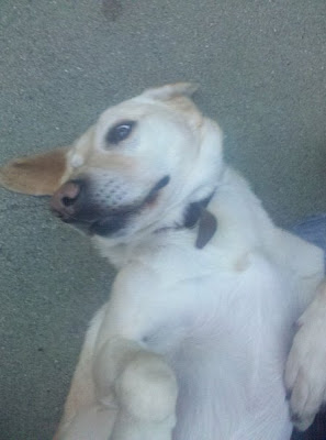 Rebel lying belly up, waiting for some rubbing