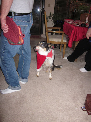 Lupe the cattle dog with the Santa hat under her chin, like a beard