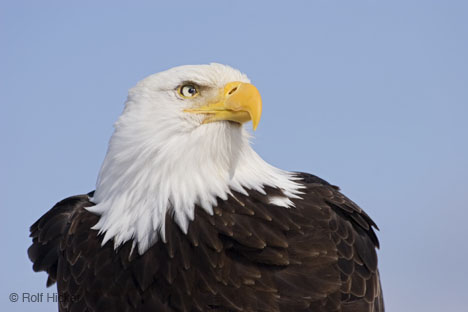 4 You have a Don't Tread on Me Tattoo because you don't want the 4 You have a Don't Tread on Me Tattoo because you don't want the