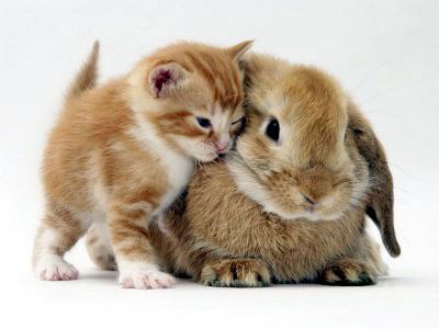 pictures of kittens and puppies. bunnies and kittens. my fancy