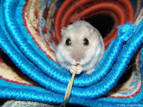 [mouse.jpg]