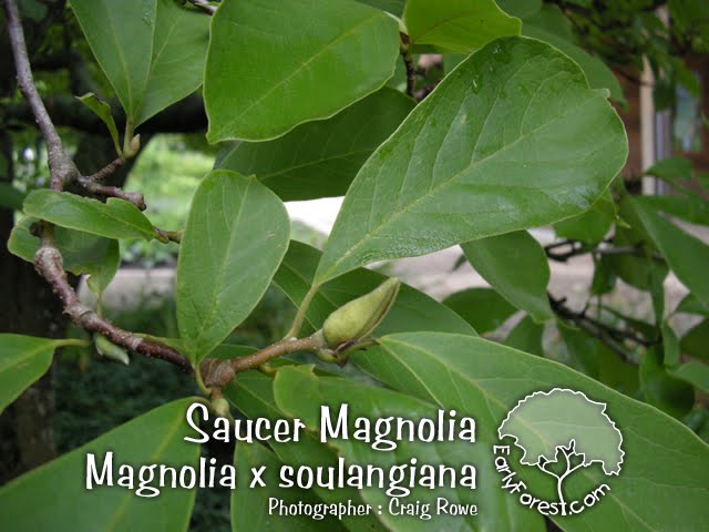magnolia leaves