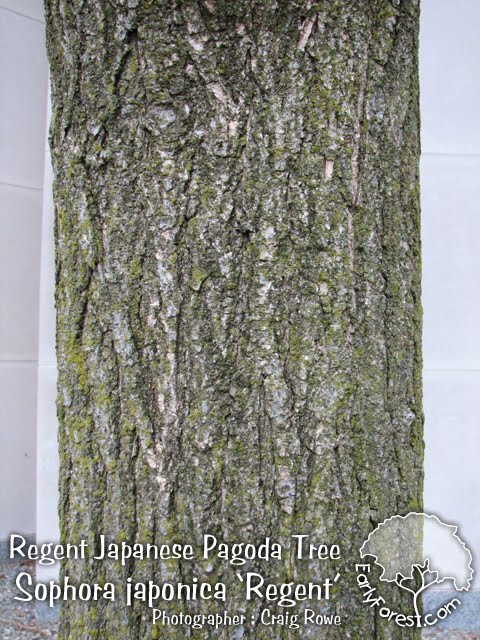 elm tree bark identification. elm tree bark identification. elm tree bark identification.