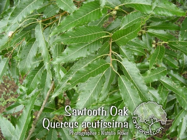 What are some sawtooth oak tree facts?