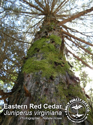 red cedar trees