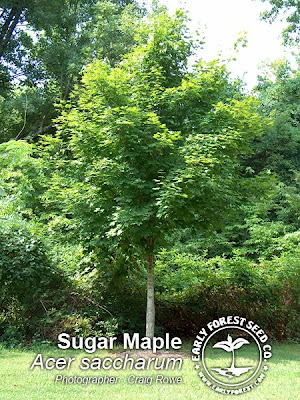 sugar maple tree photos