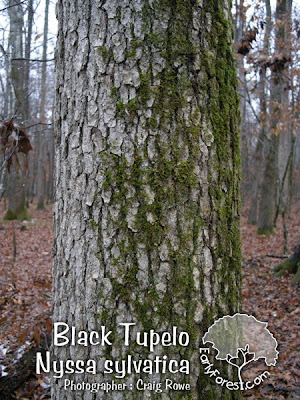 elm tree bark. Black Tupelo black cherry tree bark. elm tree bark. Black Tupelo