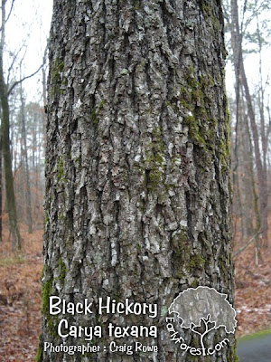 Hickory+tree+bark+identification