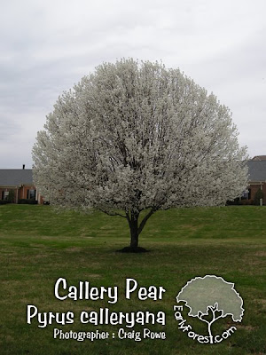 Callery Pear Tree in Bloom