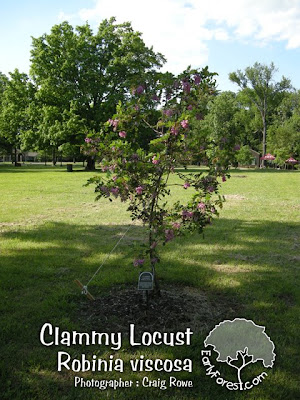 Clammy Locust Tree washington hawthorn tree facts. Clammy Locust Tree