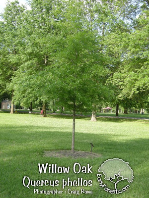Willow Oak Tree washington hawthorn tree pictures. Willow Oak Tree