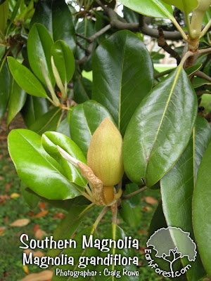 celebrity gossips and images southern magnolia tree facts celebrity gossips and images southern magnolia tree facts