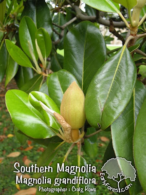 southern magnolia tree leaves. southern magnolia tree flower.