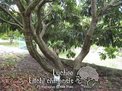 Lychee Tree