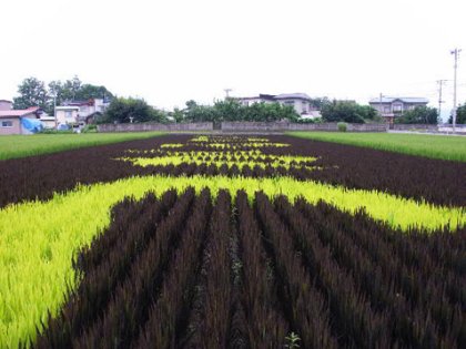 [rice_field_art_019.jpeg]