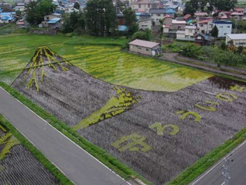 [rice_field_art_007.jpg]