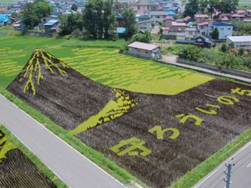 [rice_field_art_008.jpg]