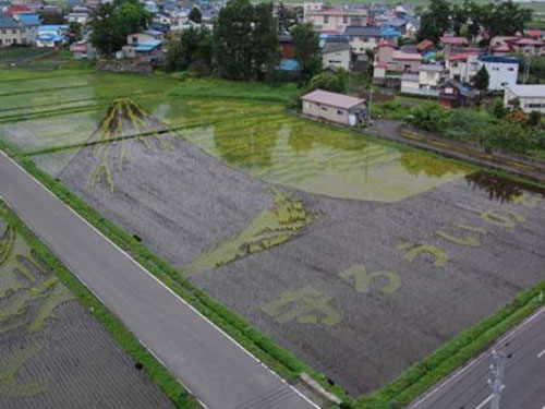 [rice_field_art_005.jpg]