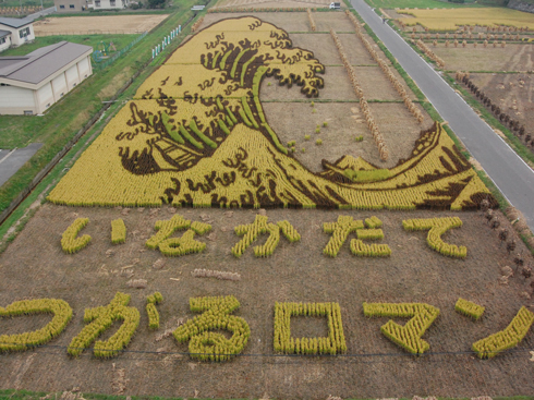 [rice_field_art_022.jpg]