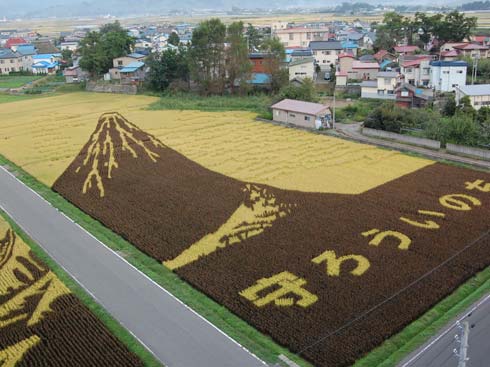 [rice_field_art_0023.jpg]