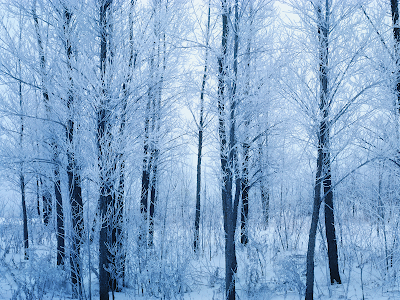 winter forest wallpaper forest wallpaper. winter forest wallpaper