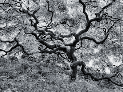 lack and white wallpapers. black and white wallpapers. lack and white wallpapers.