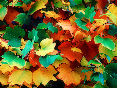 autumn leaves wallpaper autumn wallpaper. autumn leaves wallpaper