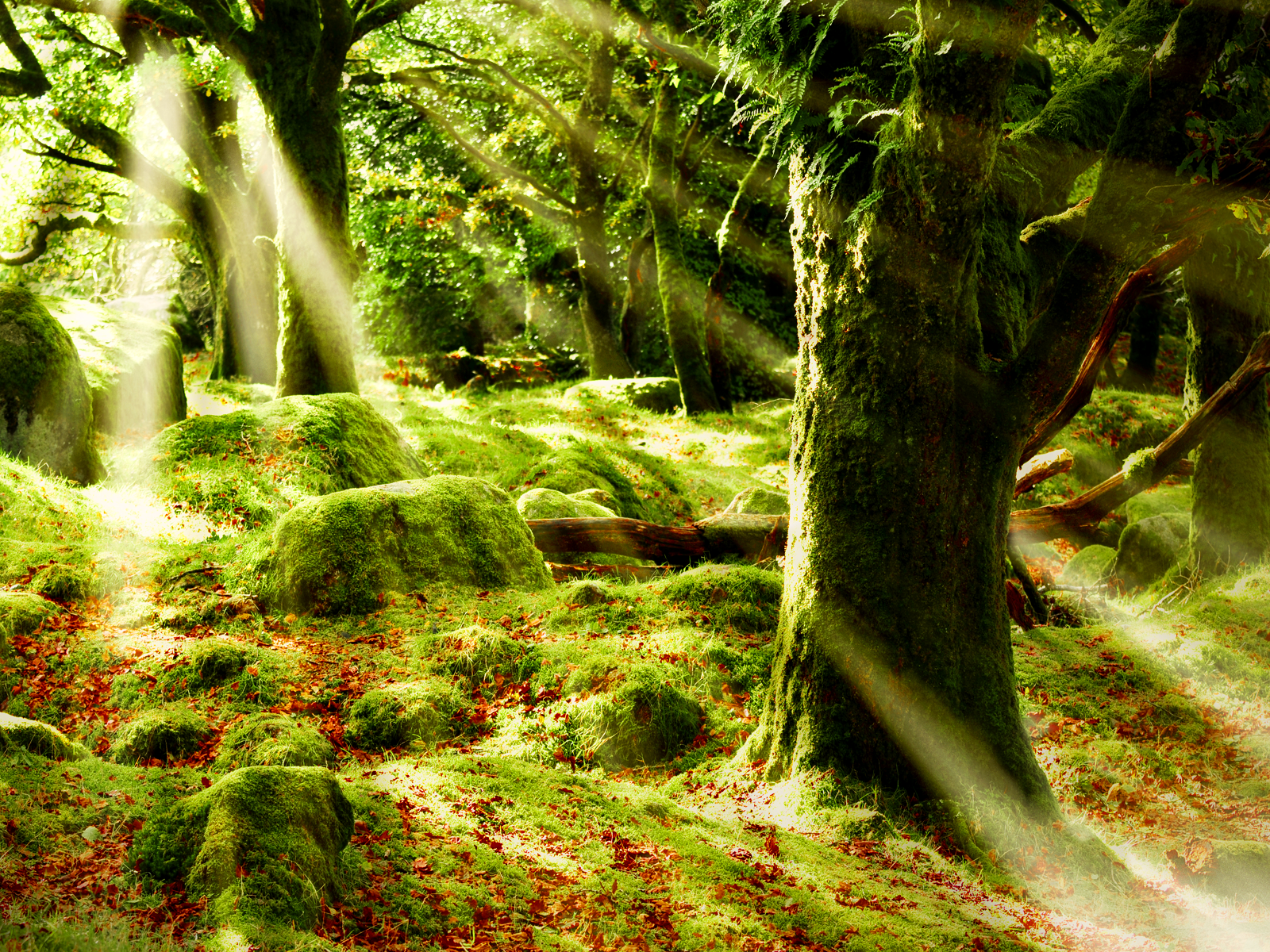 http://4.bp.blogspot.com/_UeKpPmoedmk/TTbK5ClTWsI/AAAAAAAAAvY/WsrXlRmBr-c/s1600/Morning%2BSun%2BForest%2BWallp%2Blong%2Bgoodbye.png