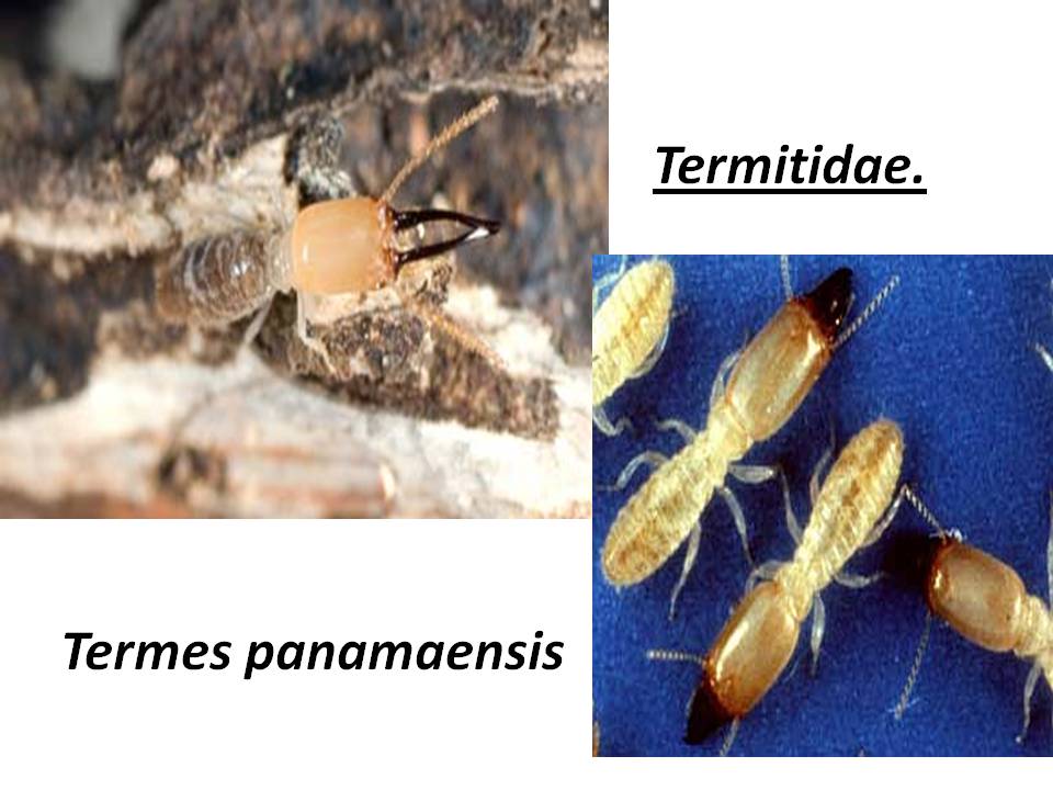 What eats nigriceps ants /facts about nigriceps ant diet of nigriceps