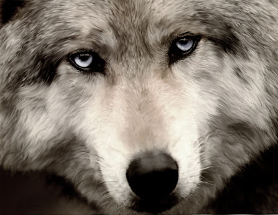 Save American Gray wolves