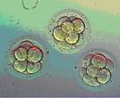 [embryos.jpg]