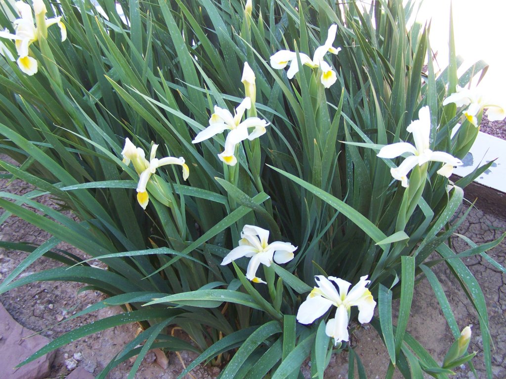 gardening and flowers white lily plants gardening and flowers white lily plants