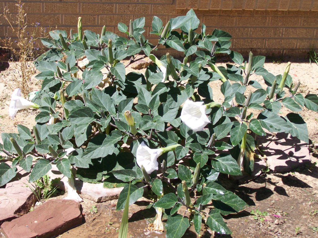 gardening and flowers white moon flower plant gardening and flowers white moon flower plant