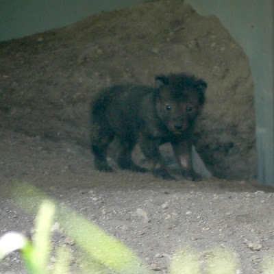 これきわ雑記: <b>札幌市円山動物園</b>でオオカミが生まれたそうです