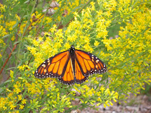 Happy Butterflies live in our Native Gardens on Wealthy Street
