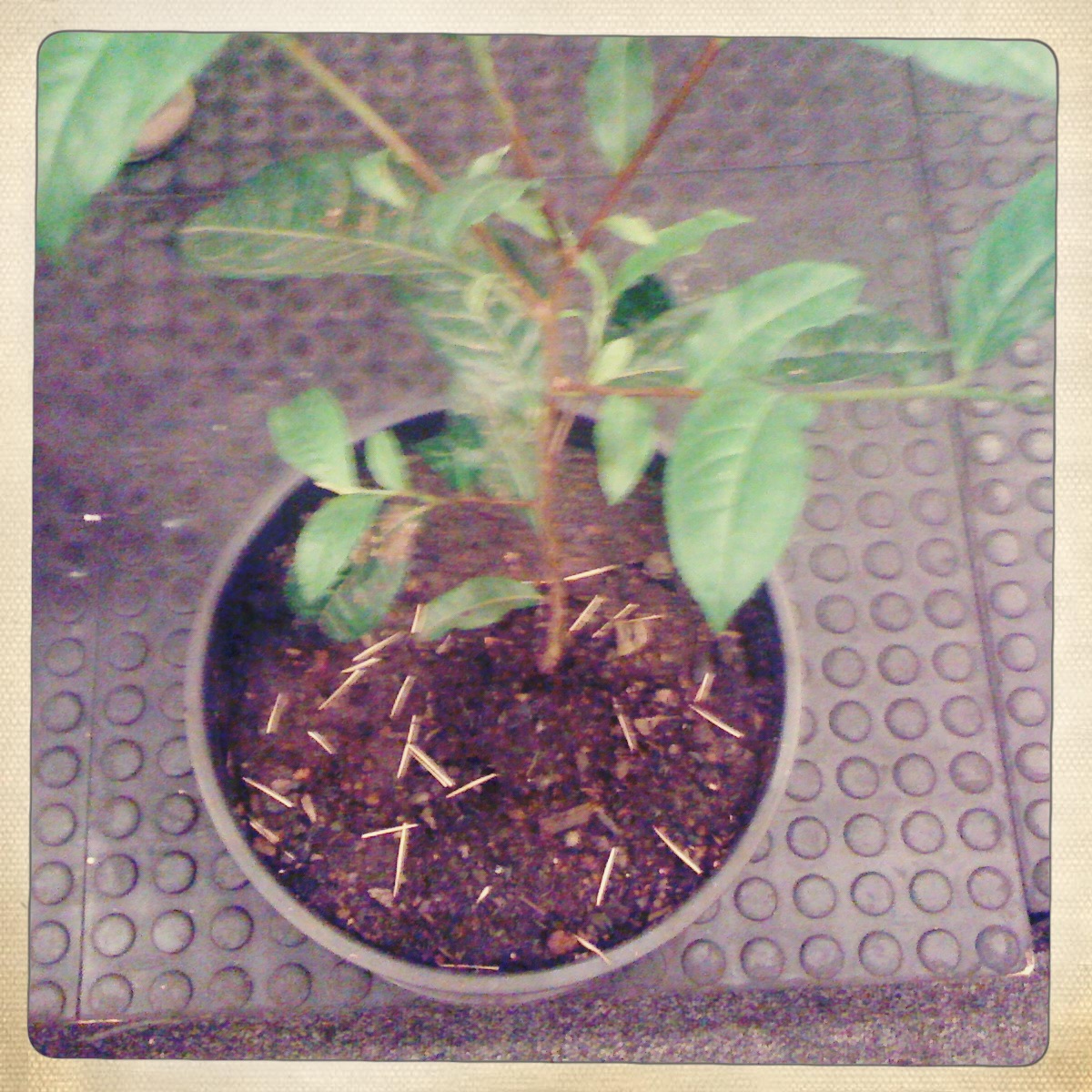 Camellia sinensis Essays