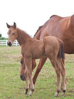 Going to the Doc Colt