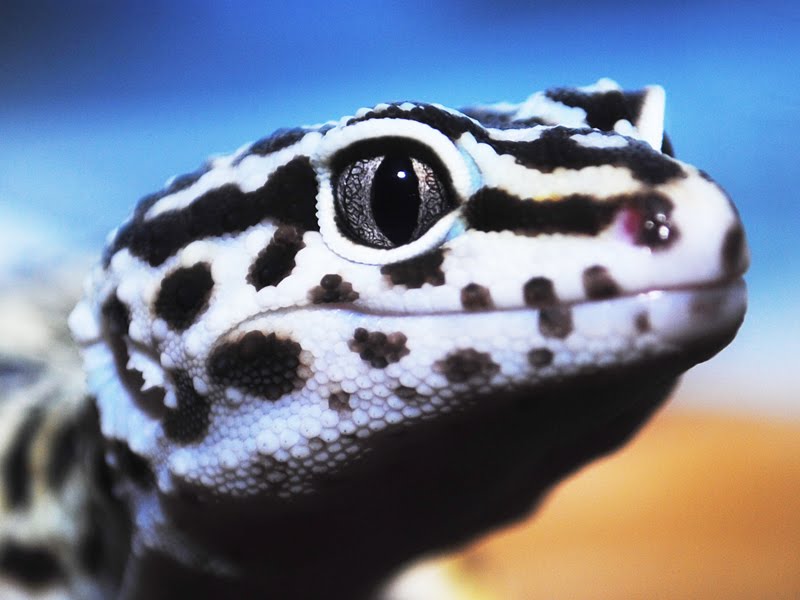 leopard gecko face