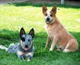 Heelers