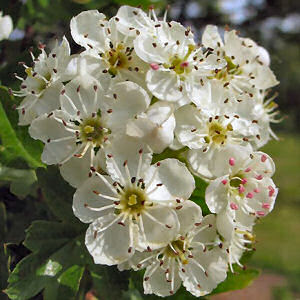 White+dogwood+tree+facts