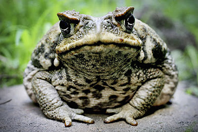 toad
