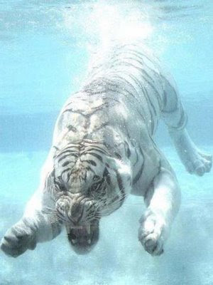 amazing incredible pictures